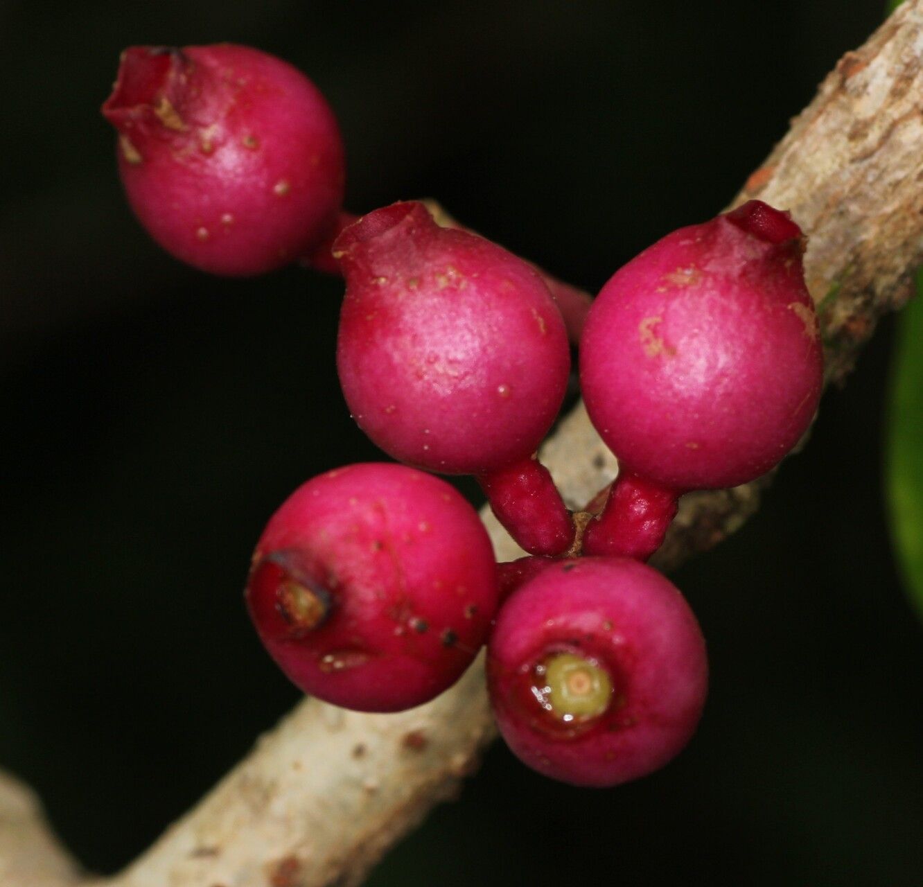 Medinilla radicans fruit