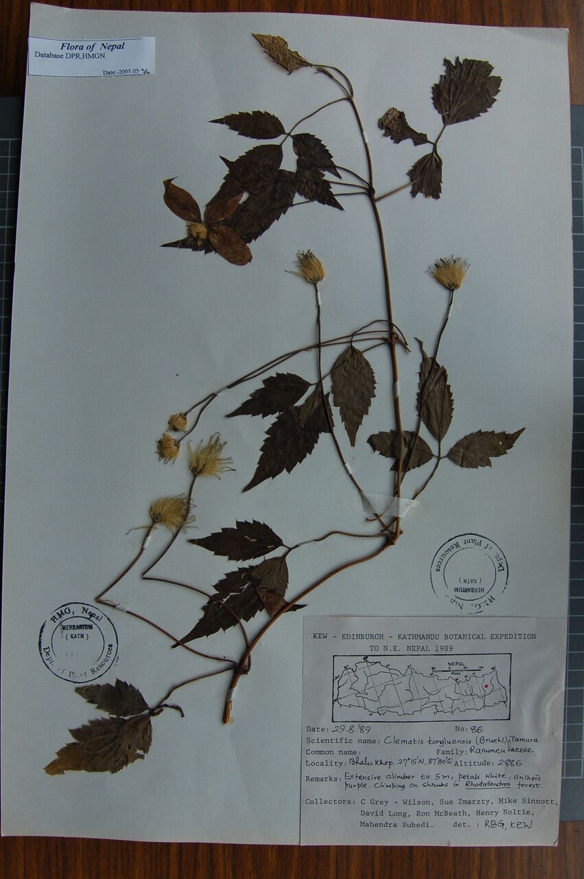 Clematis tongluensis — search result for 'Clematis'