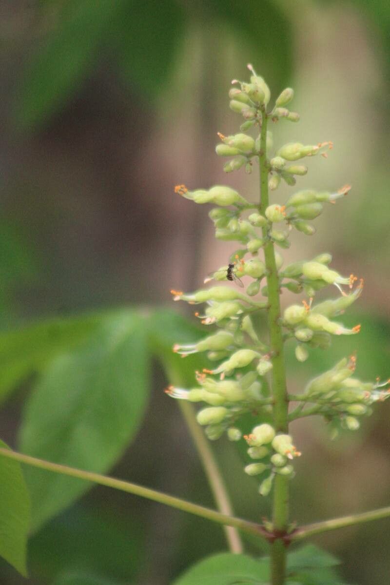 Aechmea angustifolia