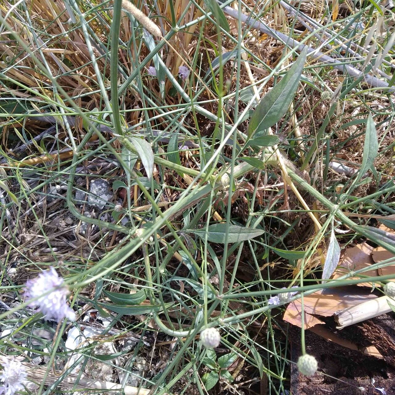 Cephalaria transylvanica — search result for 'Cephalaria'