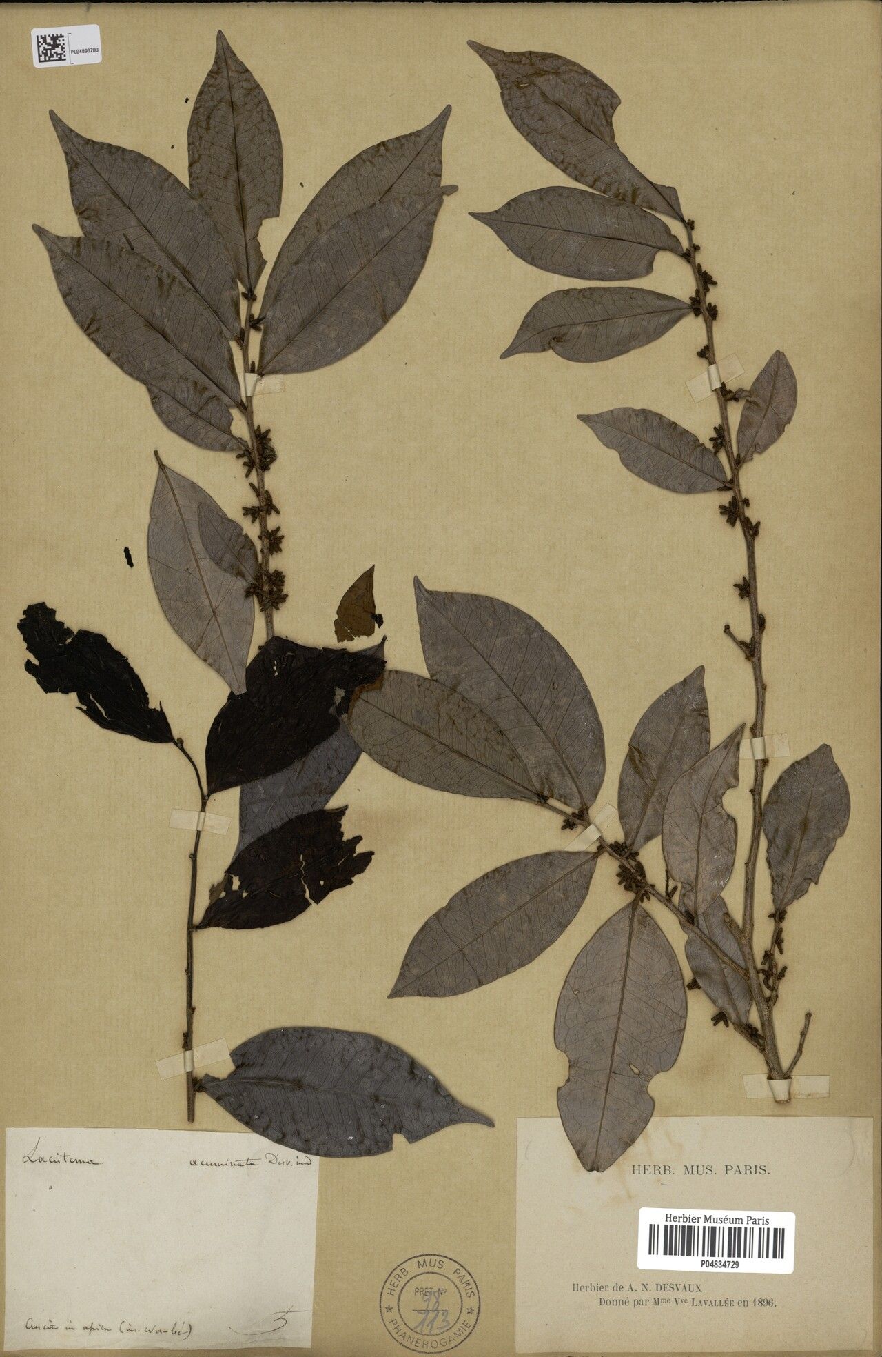 Ouratea acuminata — related species from the same genus