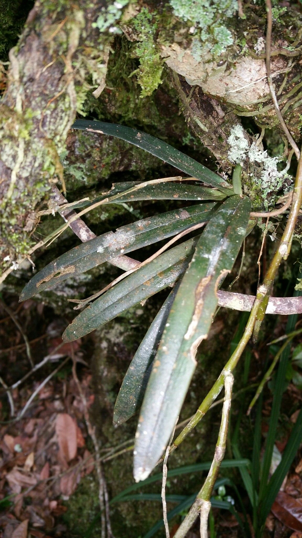 Aeranthes strangulata — houseplant care guide