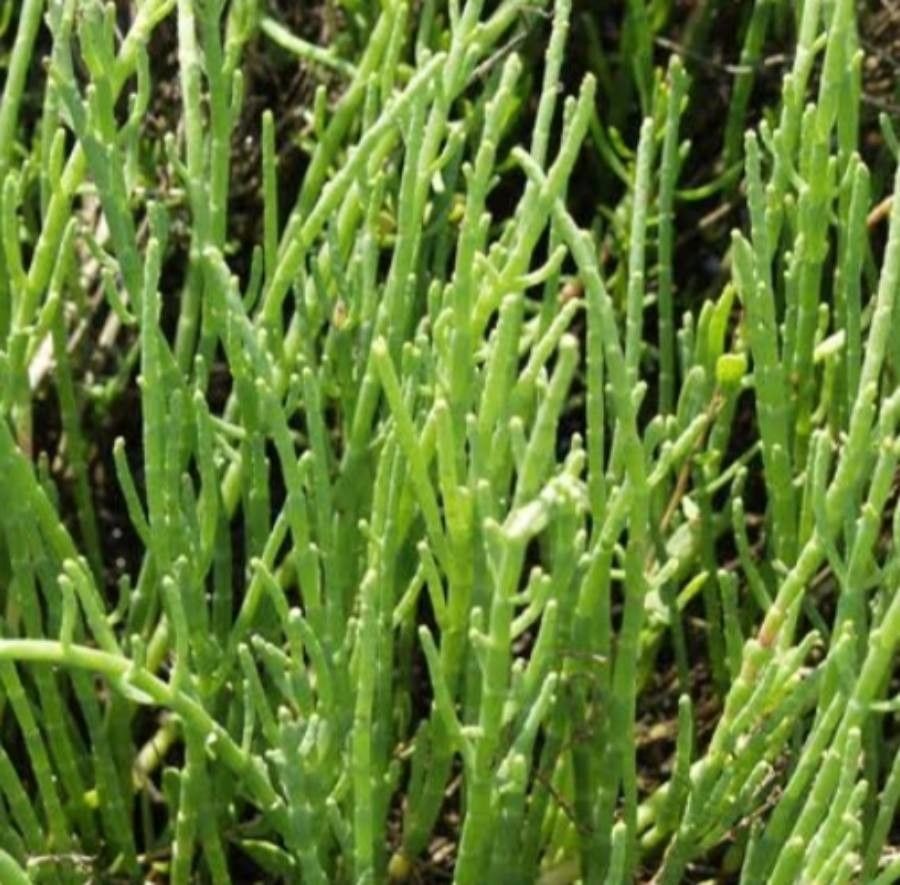 Salicornia virginica — houseplant care guide
