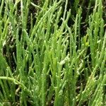 Salicornia virginica