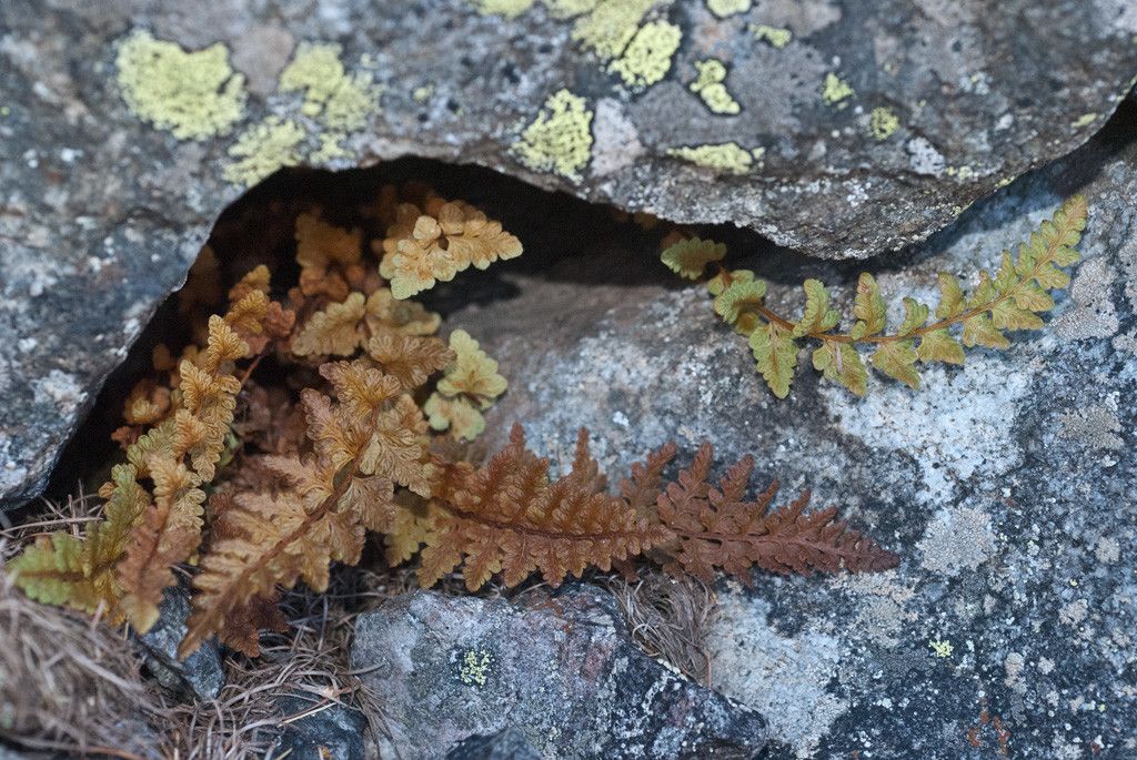 Woodsia alpina flower