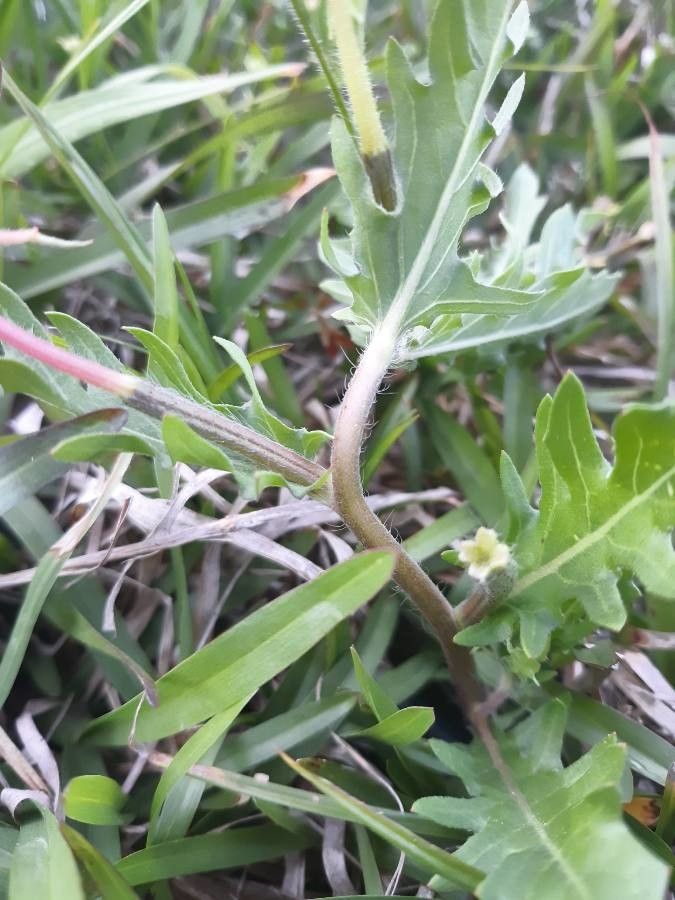 Oenothera laciniata bark