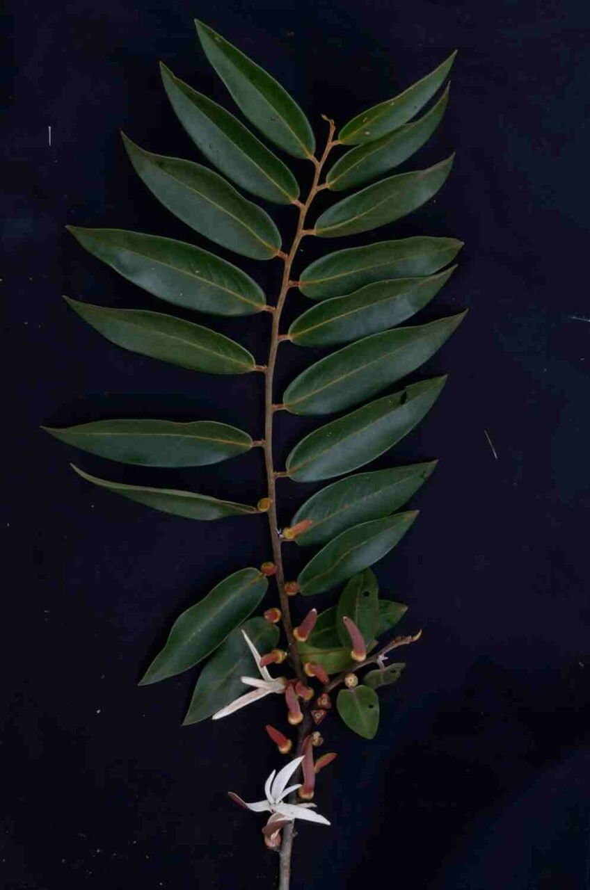 Xylopia aromatica flower