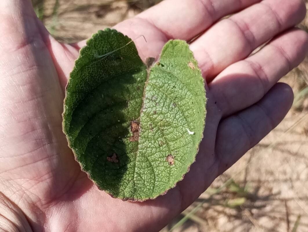 Lippia lupulina leaf