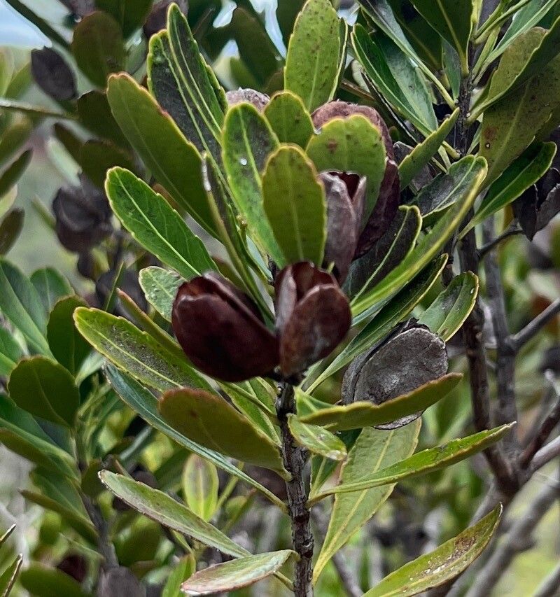 Peripterygia marginata fruit