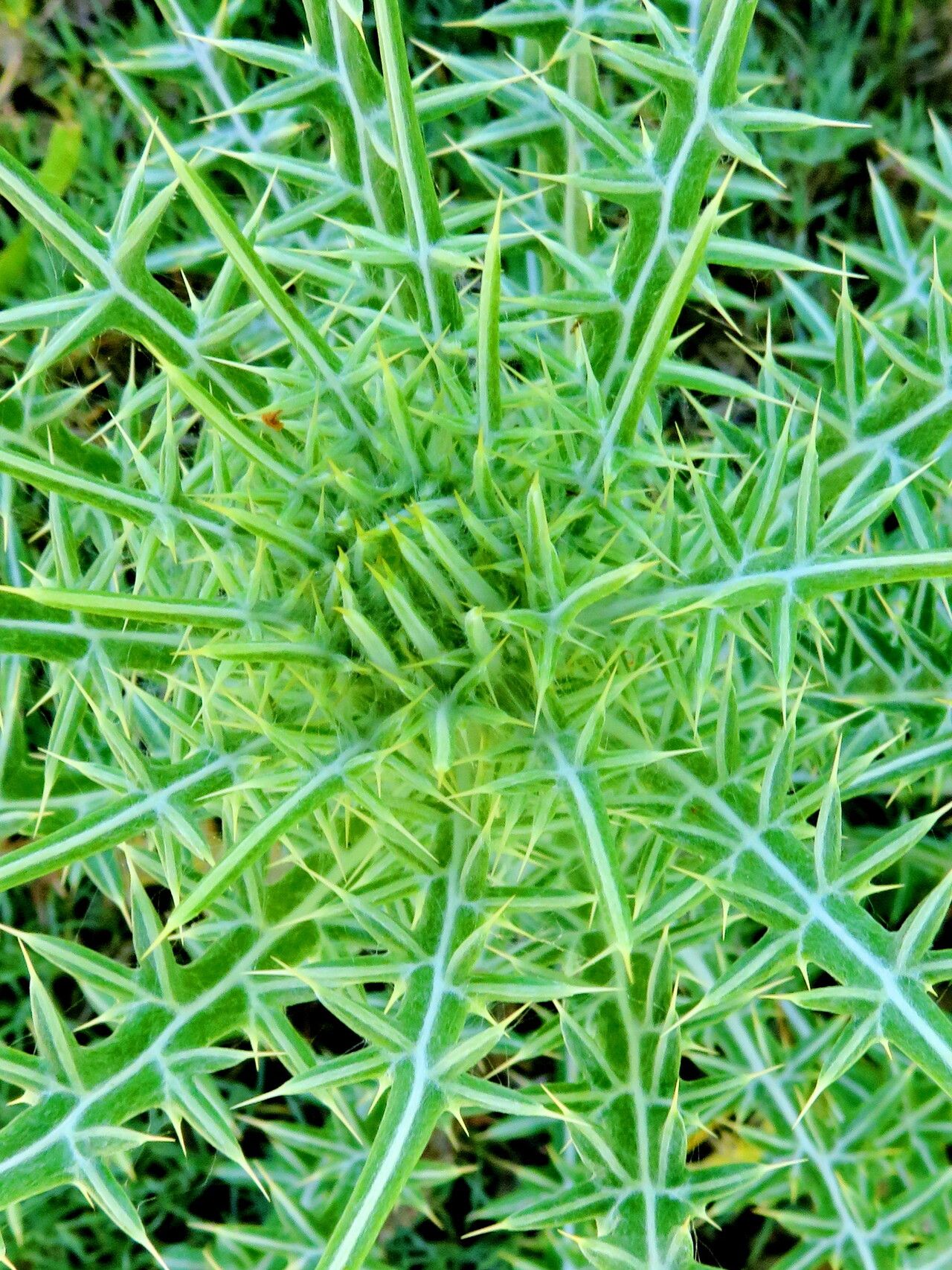 Ptilostemon diacanthus leaf