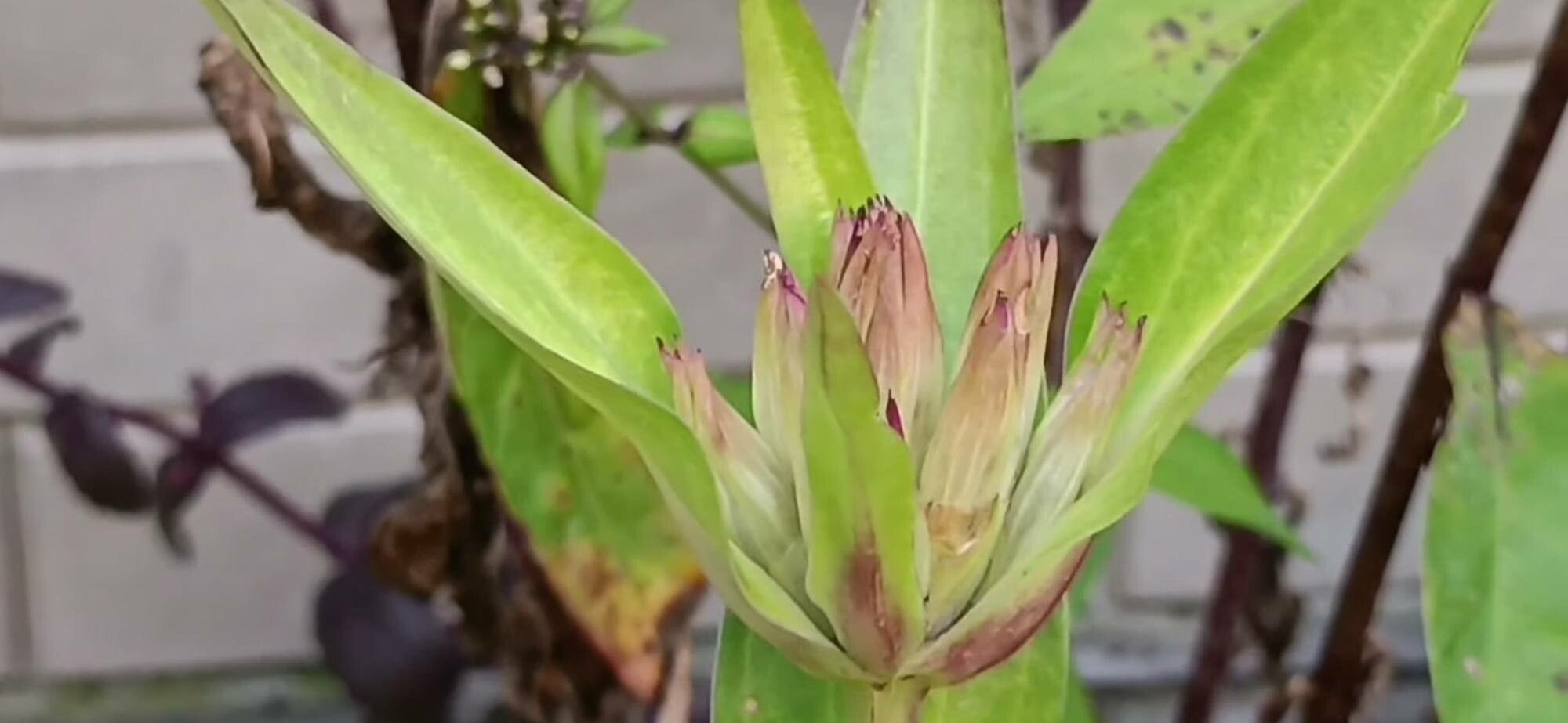 Gentiana robusta — houseplant care guide