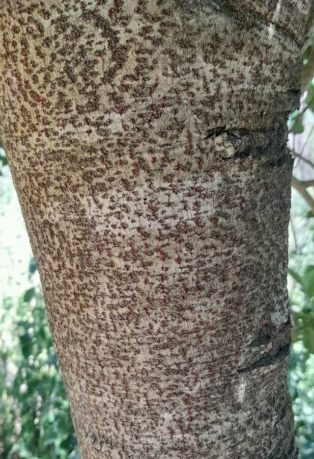 Myrsine laetevirens bark