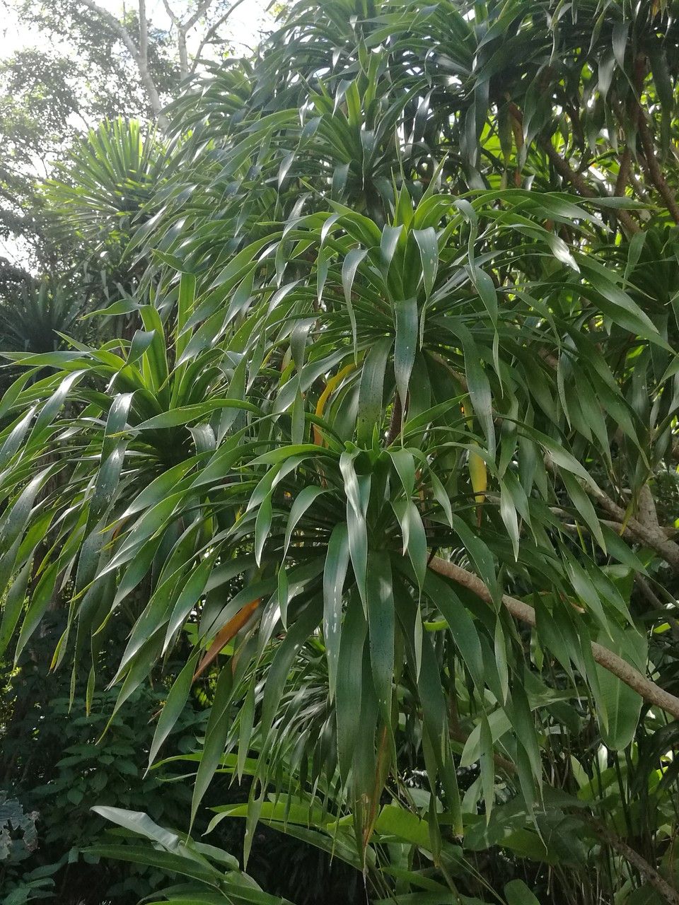 Dracaena cambodiana — search result for 'Dracaena'