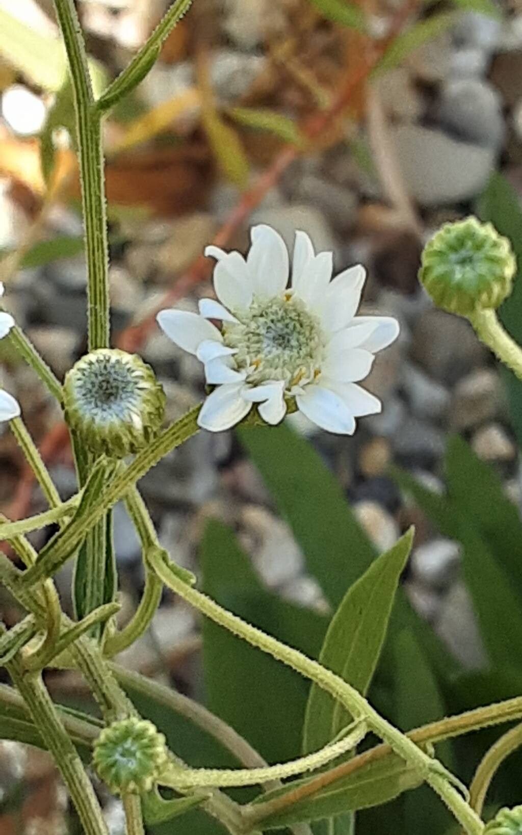Solidago ptarmicoides flower