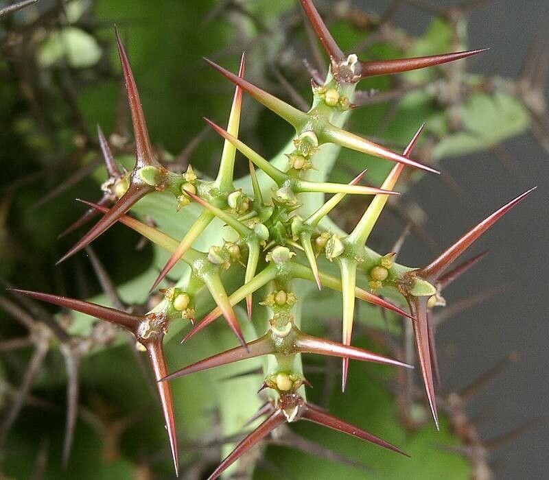 Euphorbia barnardii other