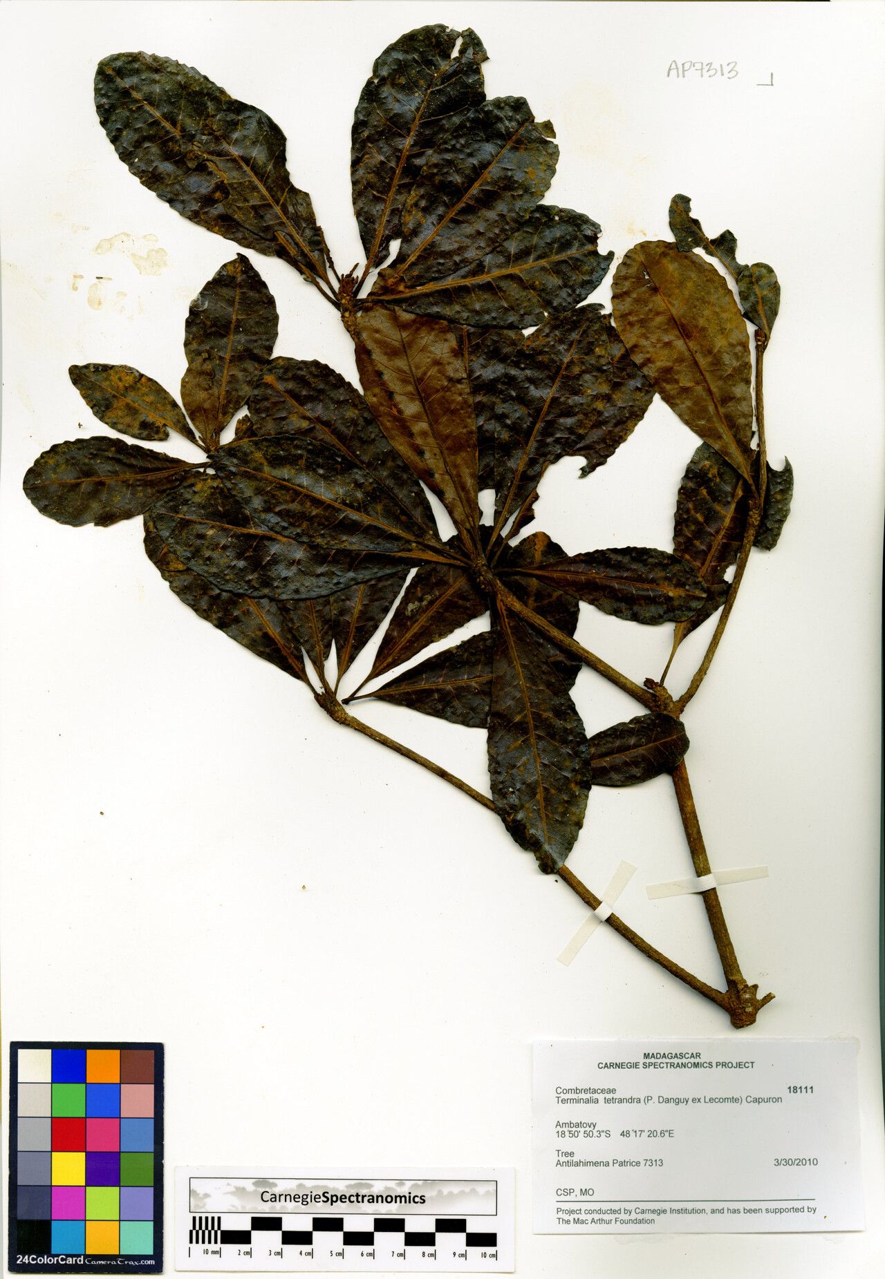 Terminalia tetrandra — houseplant care guide