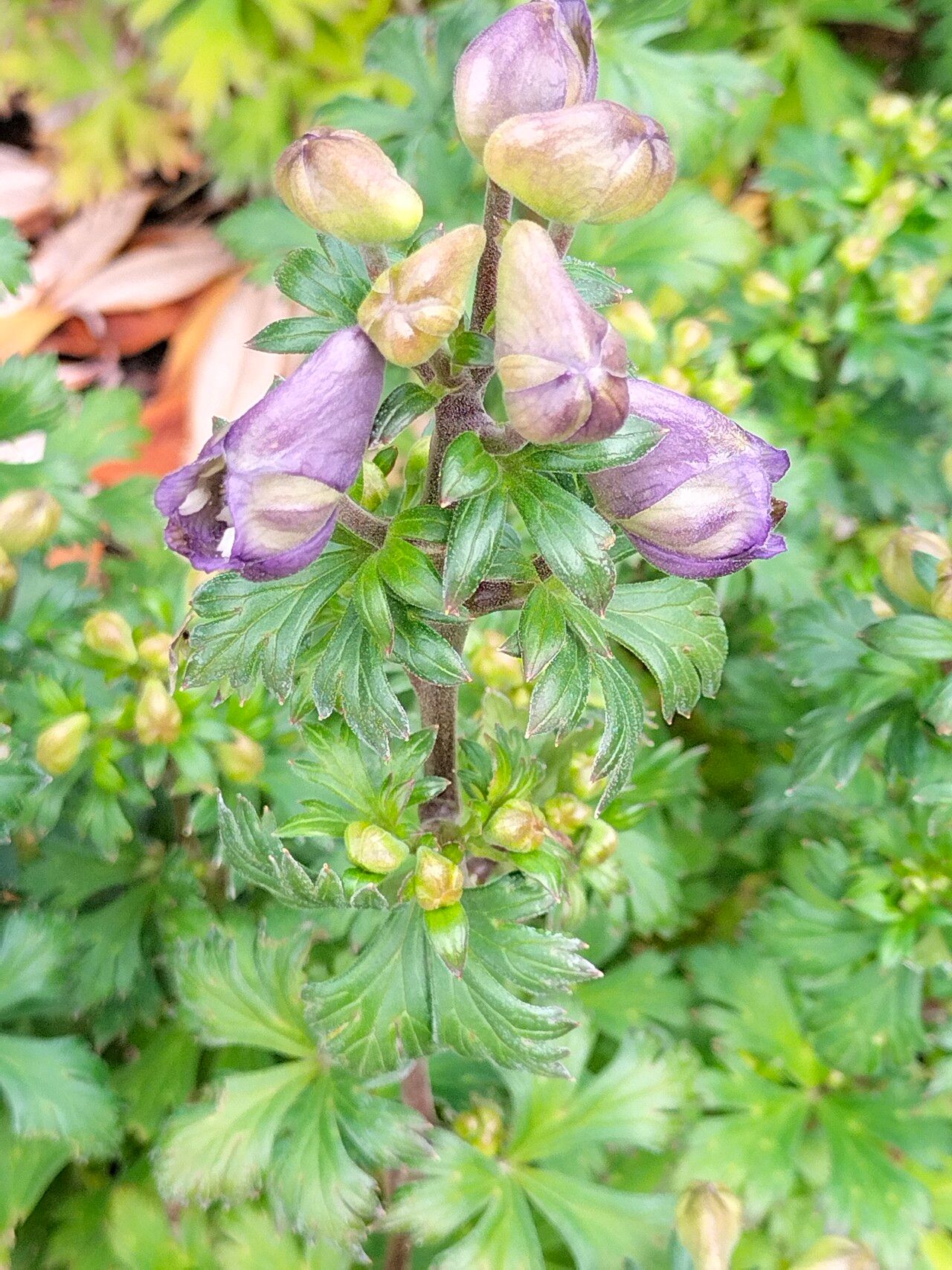 Aconitum japonicum habit