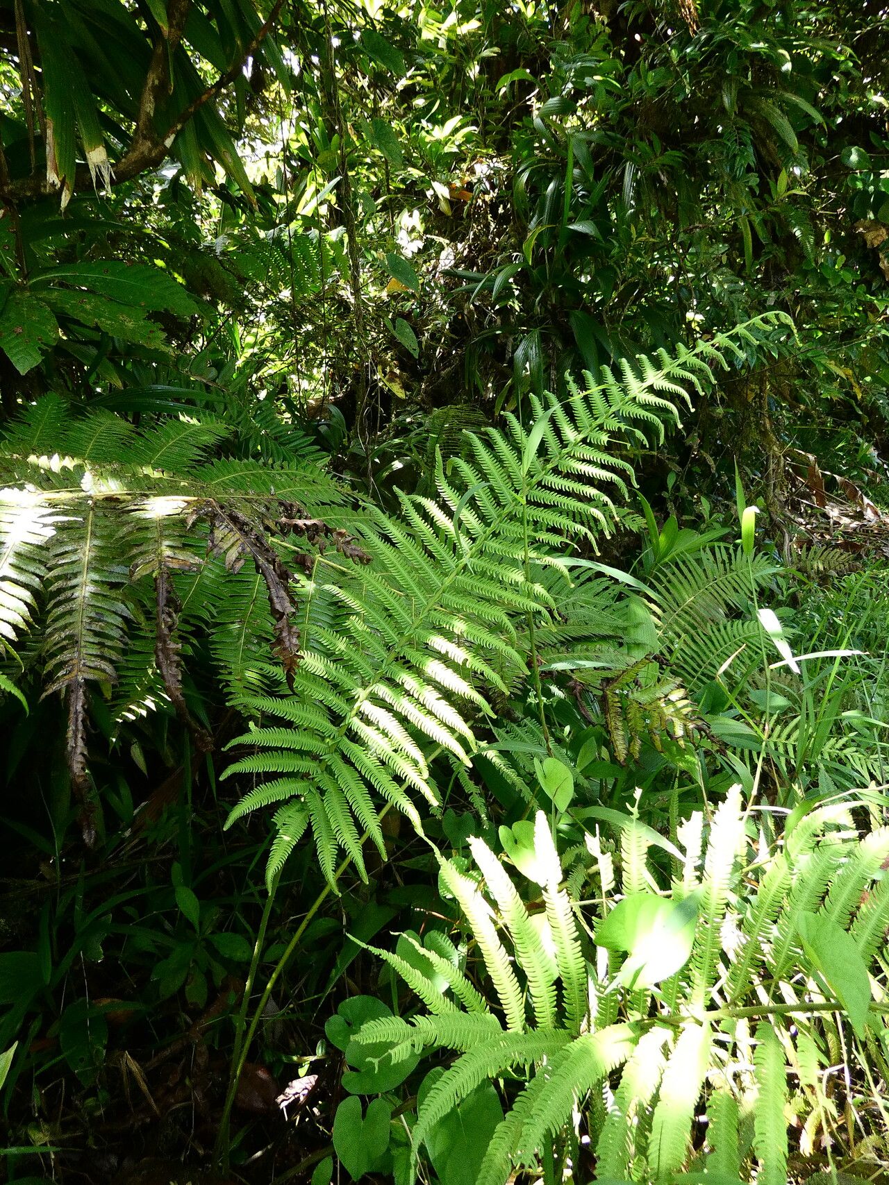 Thelypteris patens habit