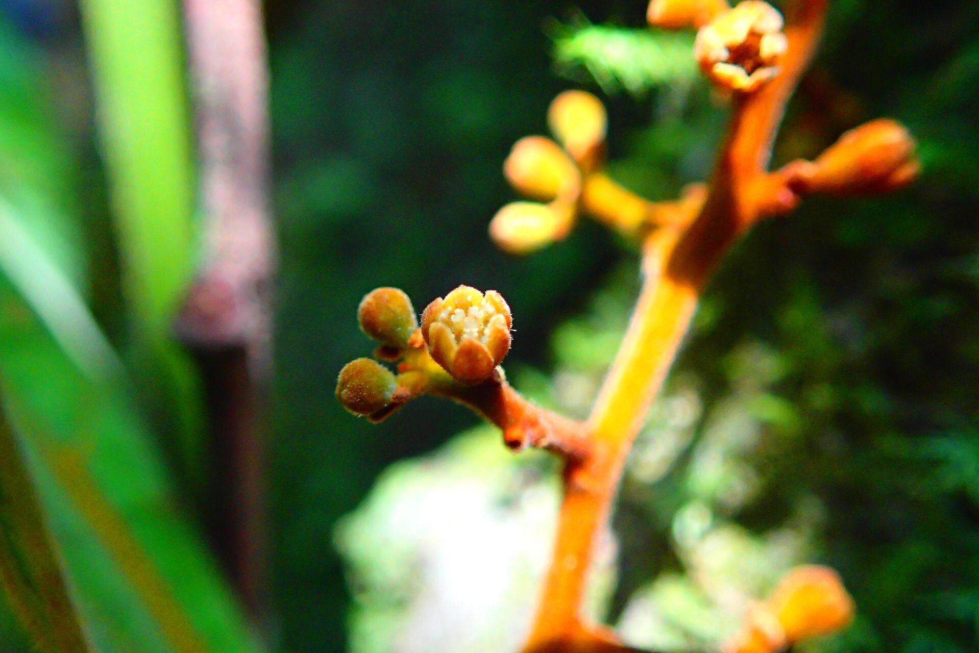 Cryptocarya velutinosa flower