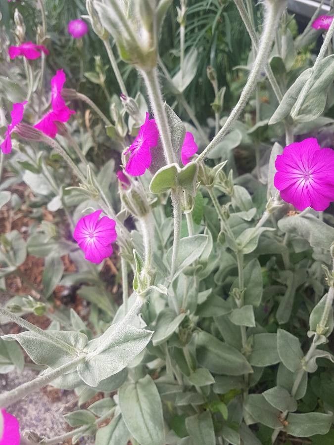 Lychnis coronata other