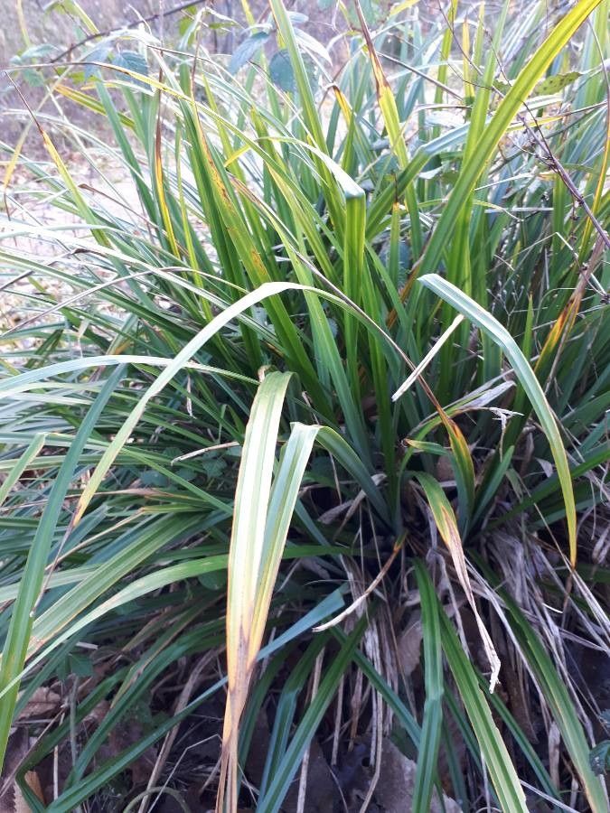 Carex pairae — houseplant care guide