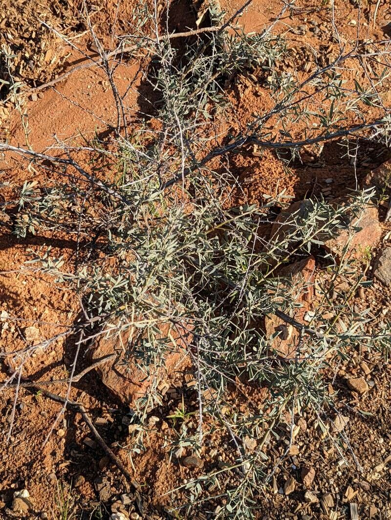 Acacia victoriae habit