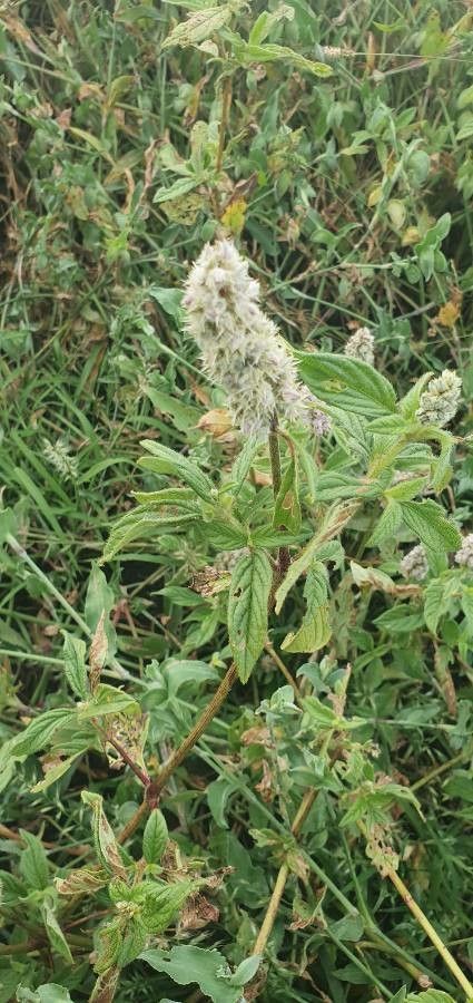 Cyathula orthacantha leaf