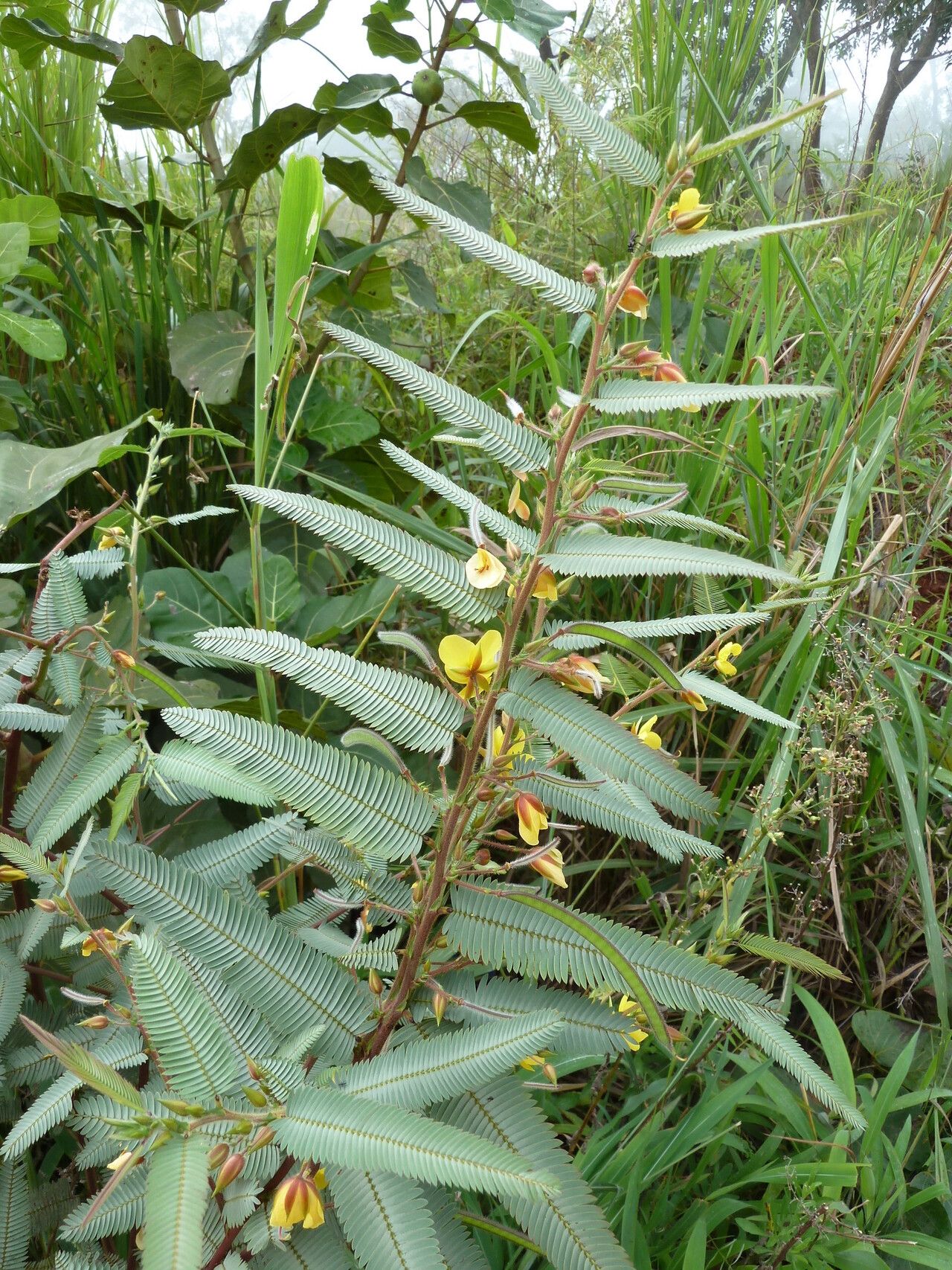 Chamaecrista kirkii habit