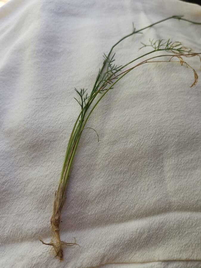 Bunium bulbocastanum leaf