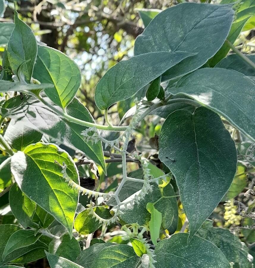 Tournefortia salzmannii — search result for 'Tournefortia'