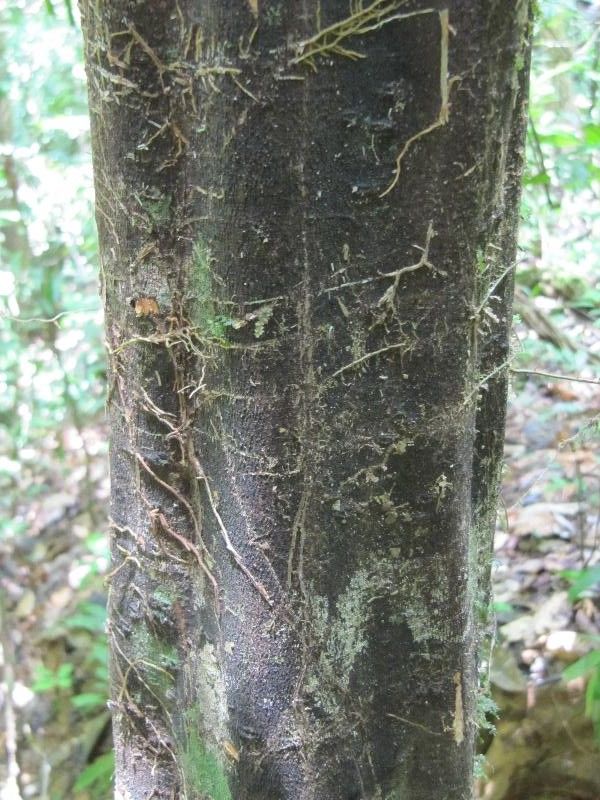 Swartzia arborescens bark
