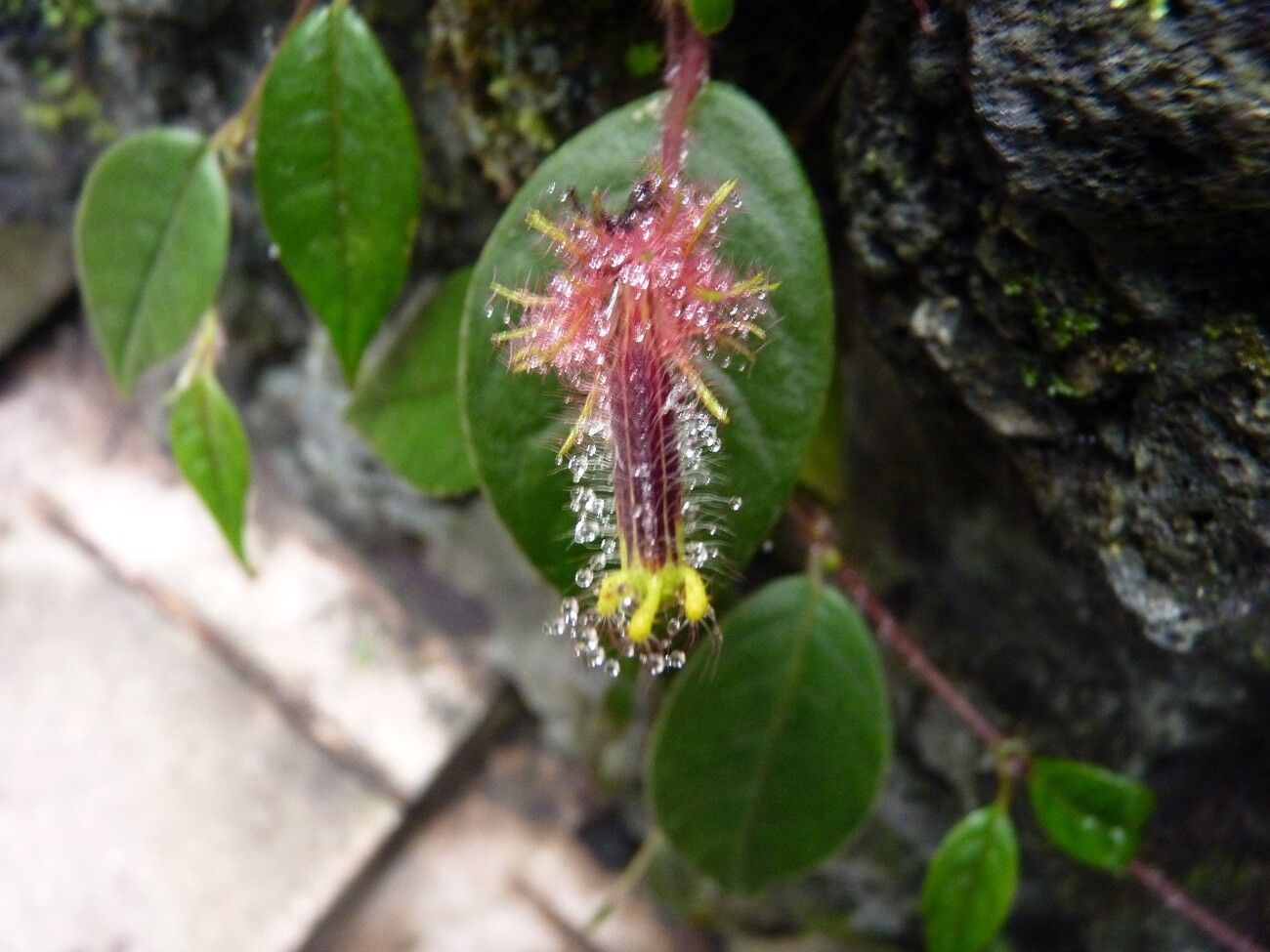 Columnea minor flower