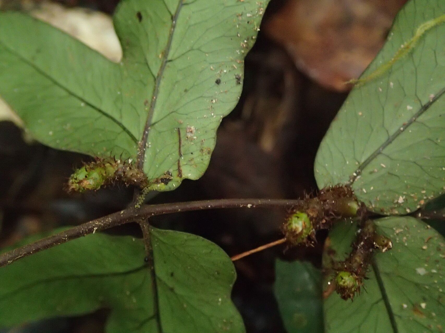 Triplophyllum buchholzii — related species from the same genus