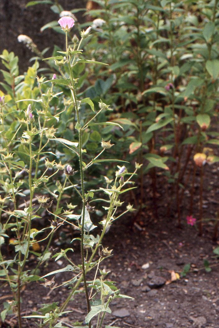 Anoda cristata habit