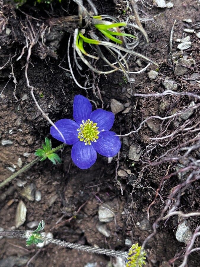 Anemonastrum obtusilobum — search result for 'Anemonastrum'