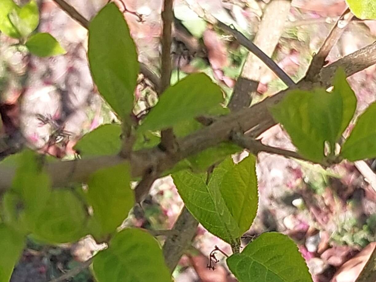 Callicarpa membranacea other