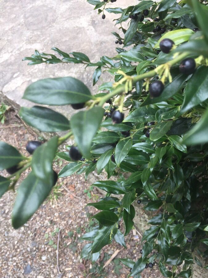 Sarcococca coriacea fruit