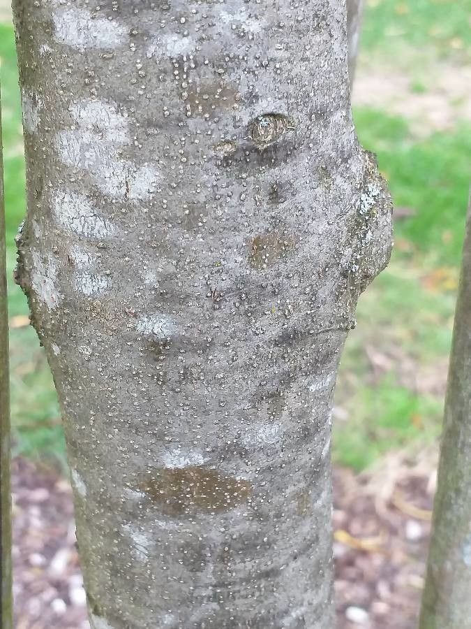 Fraxinus baroniana bark