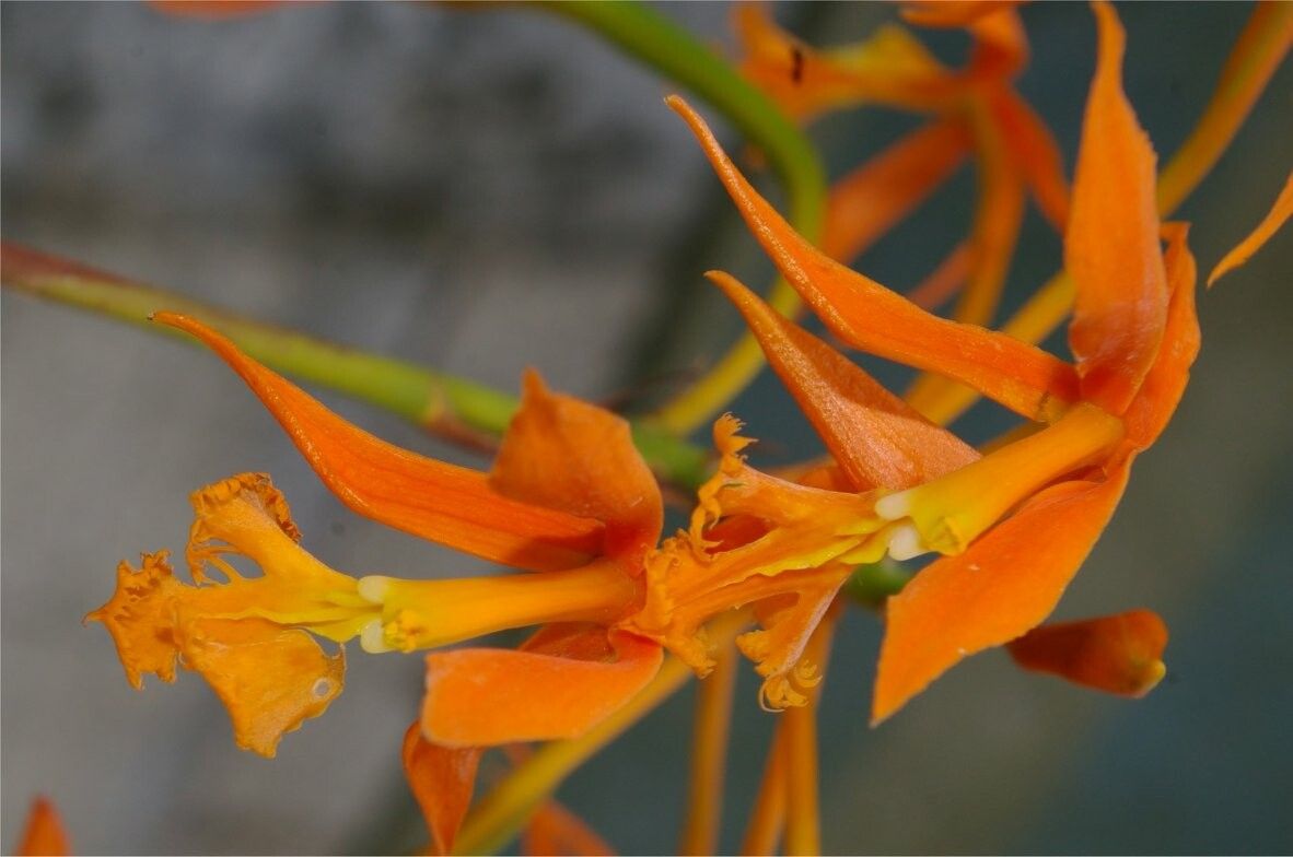 Epidendrum macrocarpum — search result for 'Epidendrum'