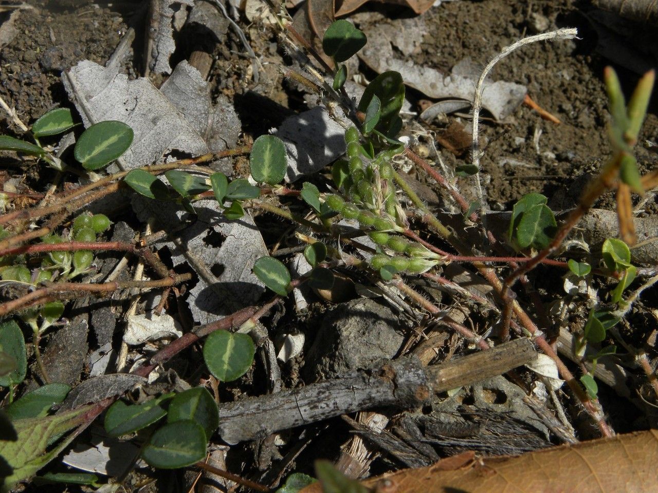 Alysicarpus monilifer — houseplant care guide