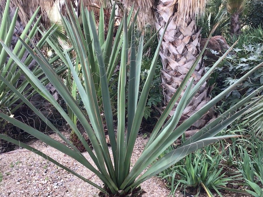 Yucca treculeana — search result for 'Yucca'