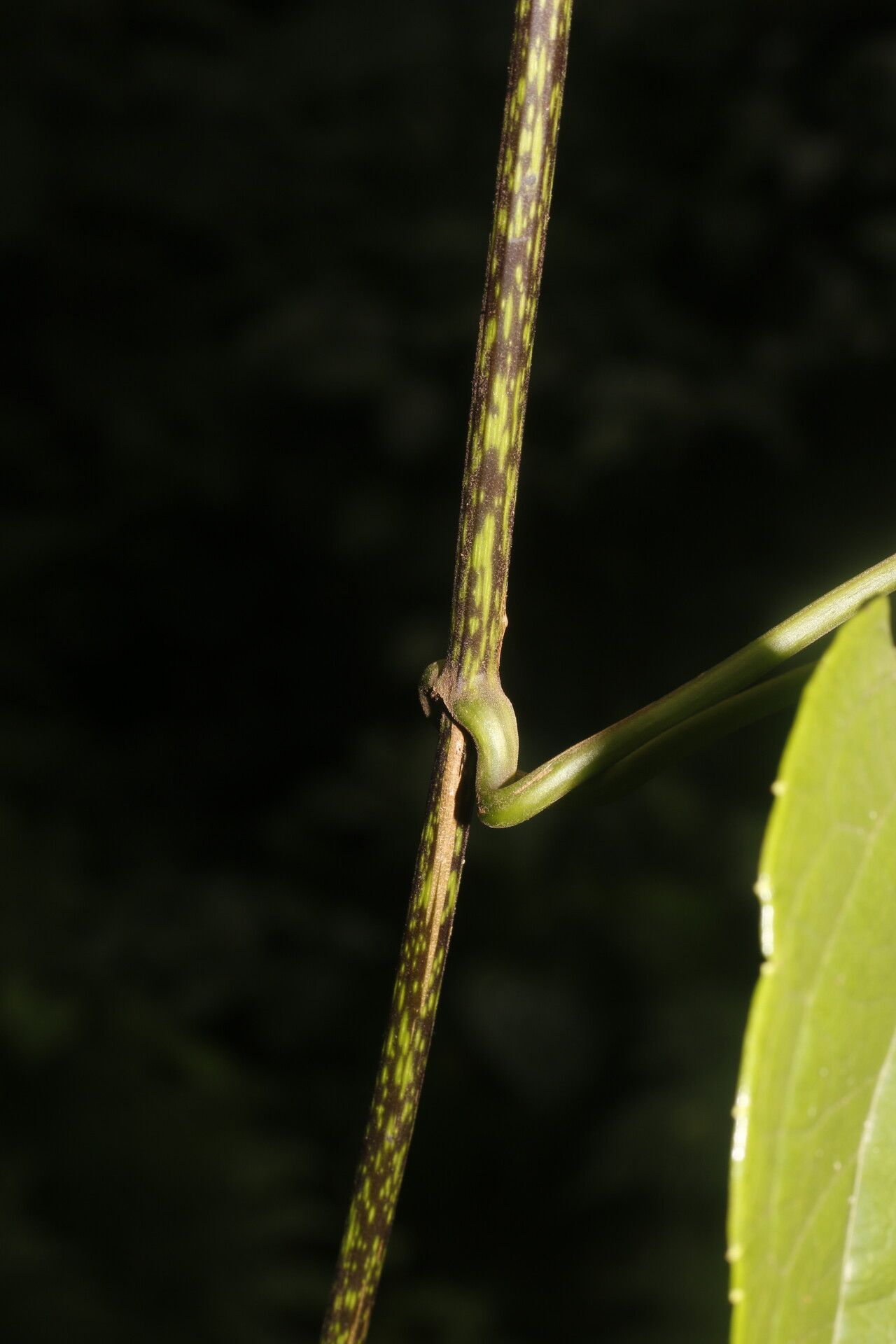 Mikania tonduzii bark