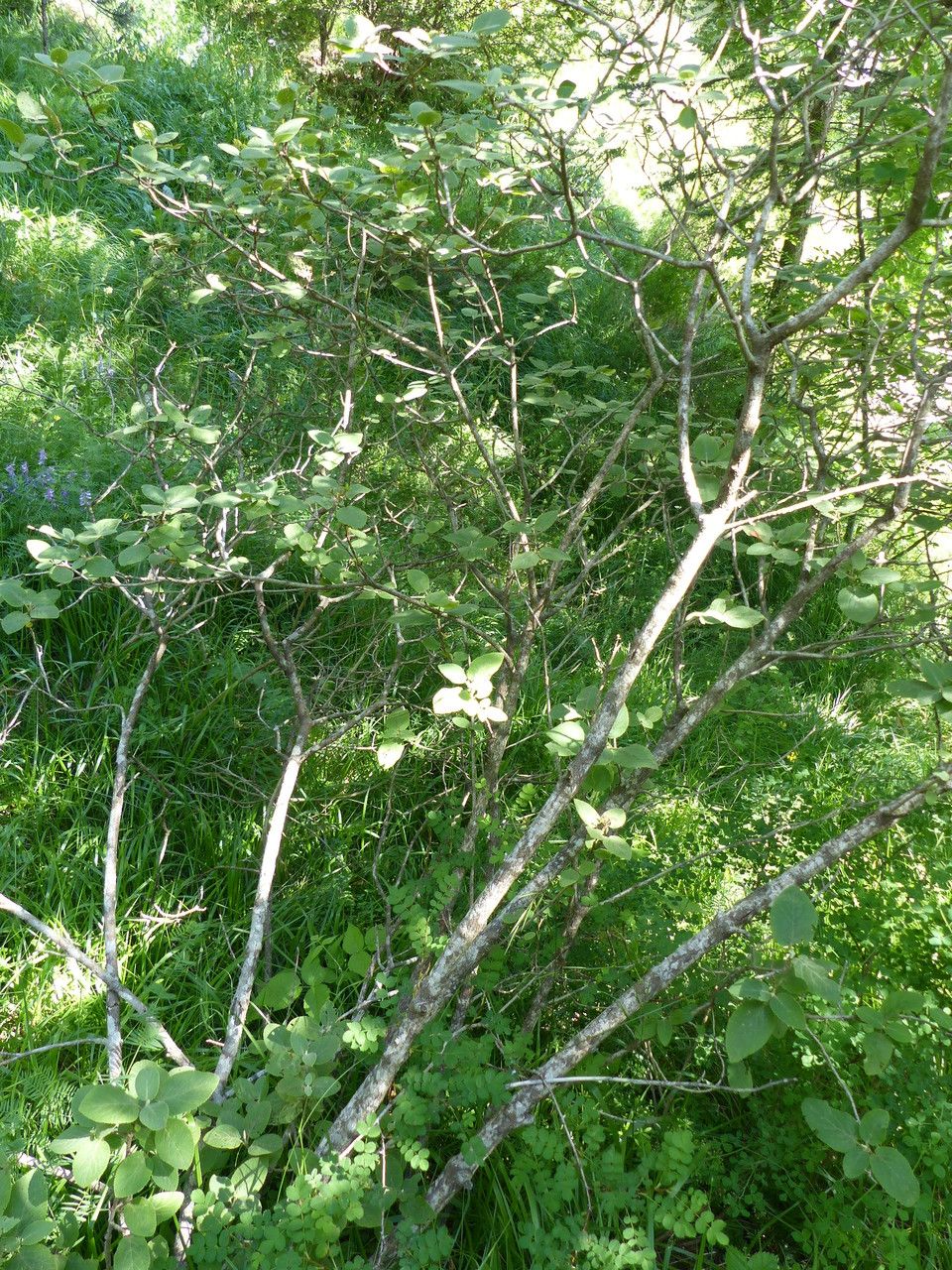 Cotoneaster nebrodensis habit