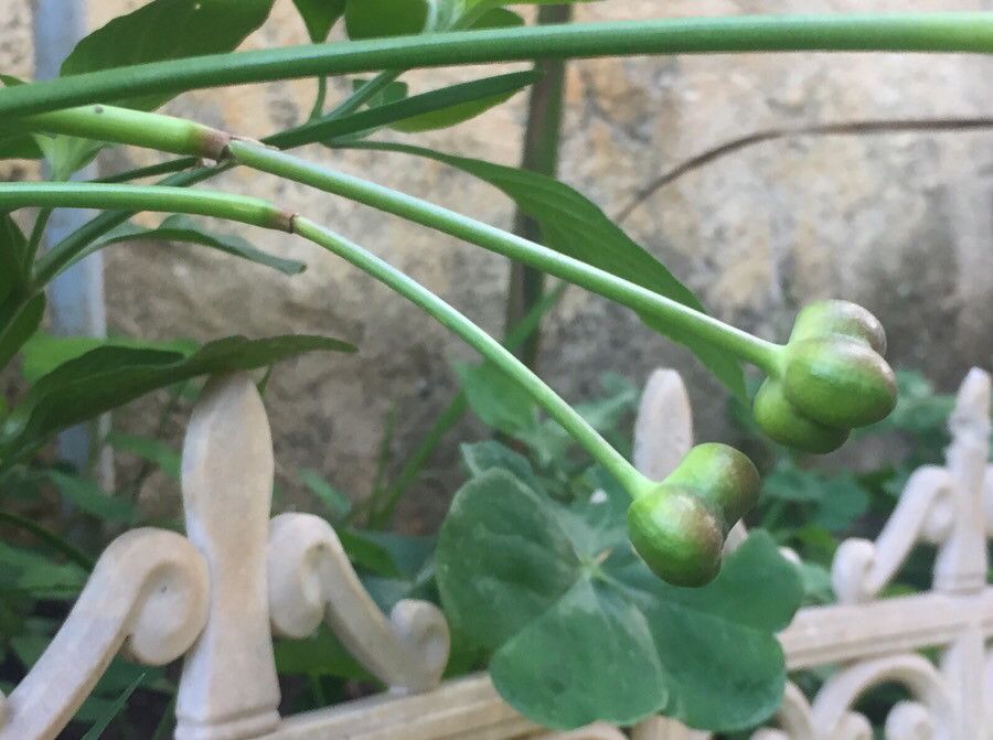 Zephyranthes citrina fruit