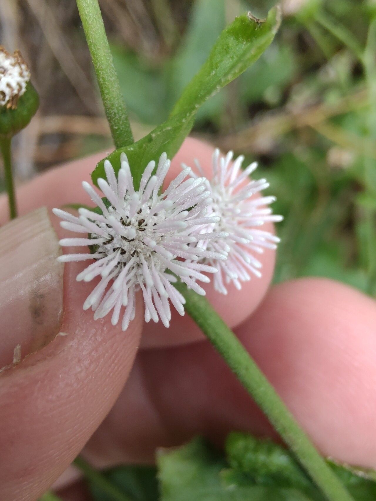 Adenostemma brasilianum flower