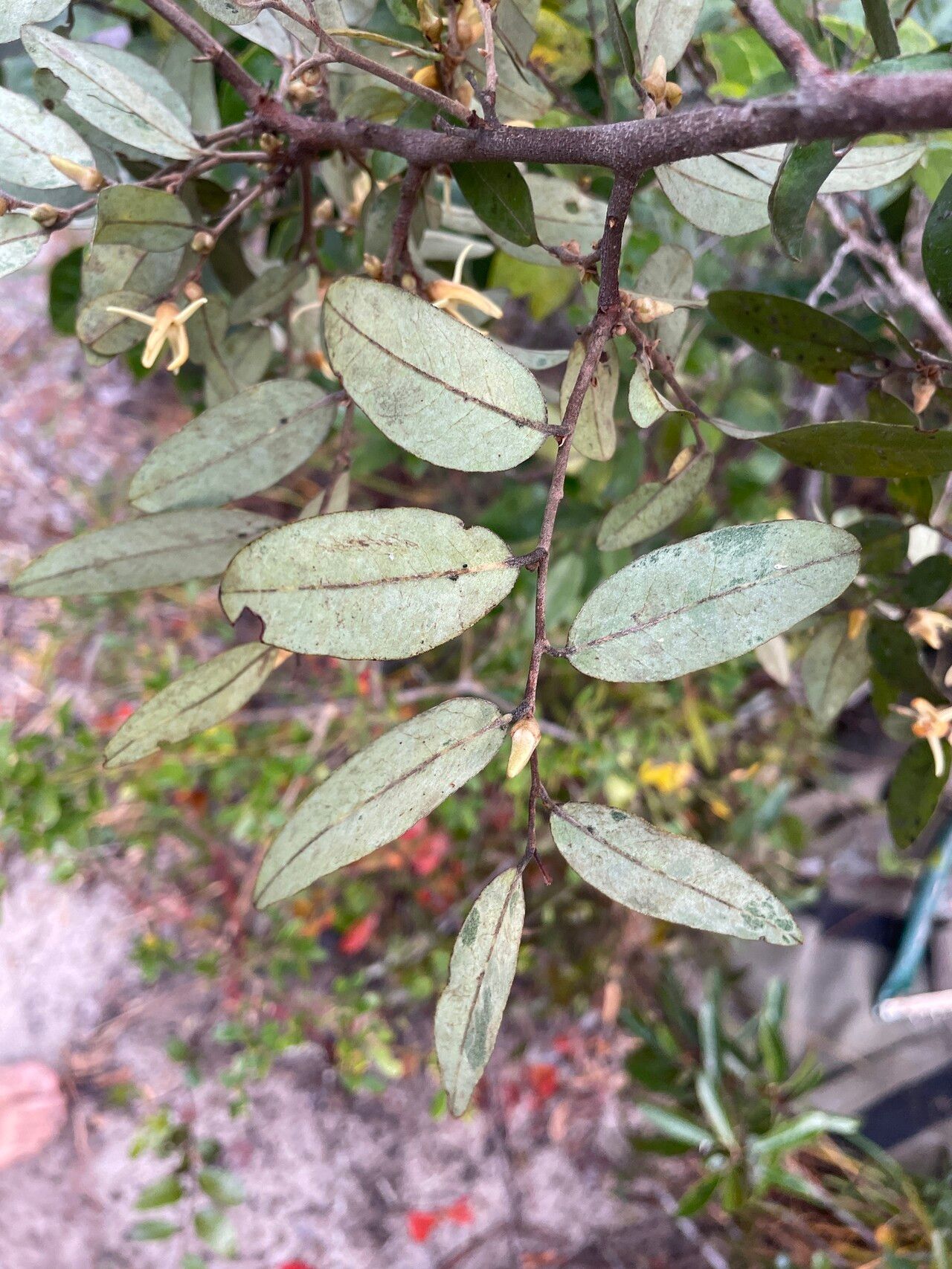 Xylopia tomentosa leaf