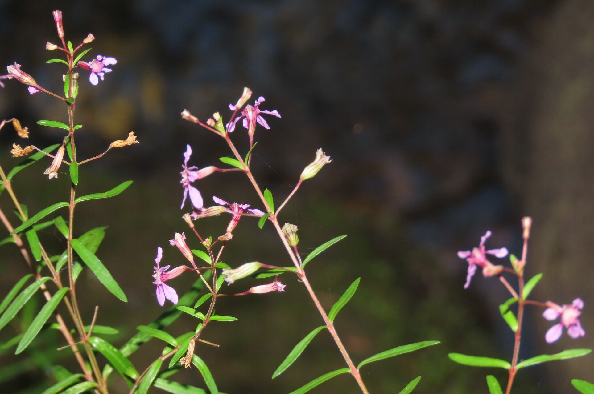 Cuphea utriculosa leaf