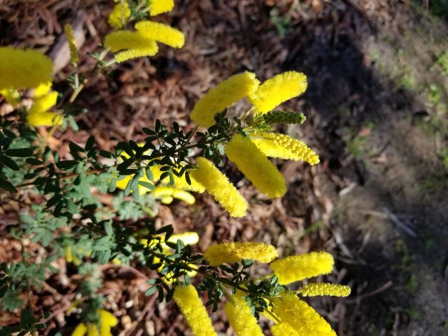 Acacia drummondii — houseplant care guide