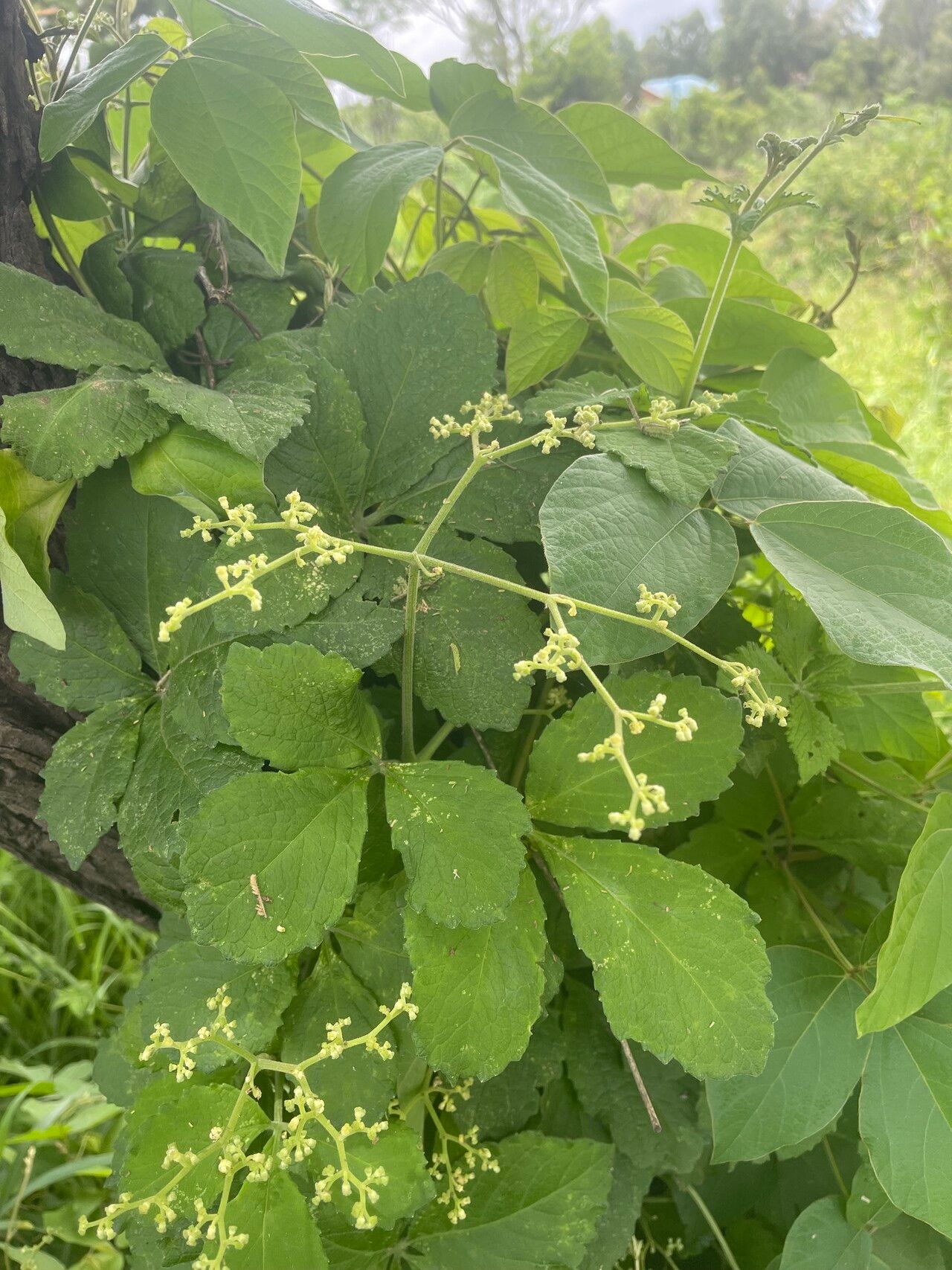 Cyphostemma buchananii — houseplant care guide