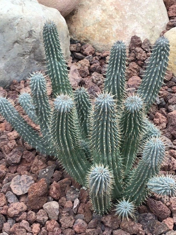 Hoodia gordonii — related species from the same genus